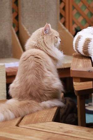 2024 10 20_nekomanma_8076