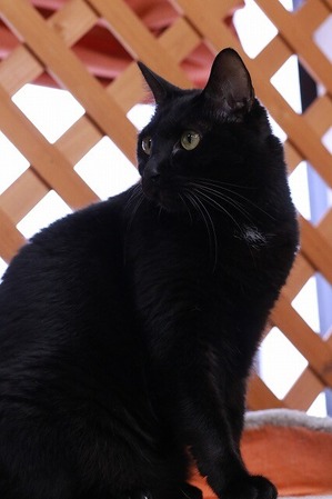 2026 03 29_nekomanma_4596