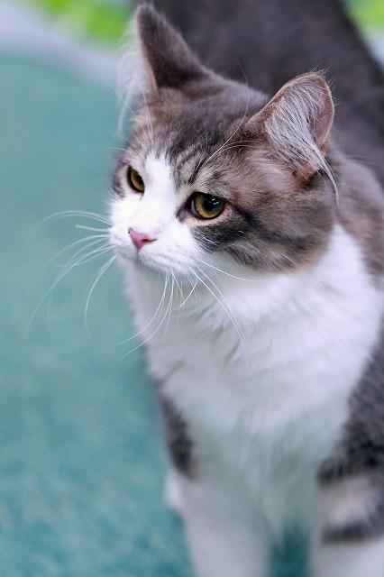 nekomanma_5603_edited-1