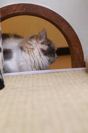 2026 03 29_nekomanma_4639