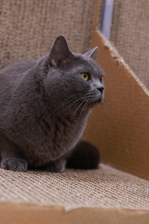 2023 02 05_nekomanma_6298