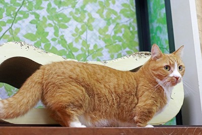 nekomanma_3749_edited-1