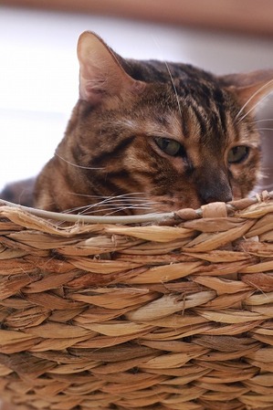 2026 04 05_nekomanma_4659
