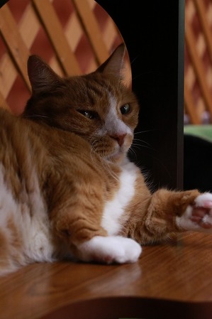 2024 08 25_nekomanma_6727