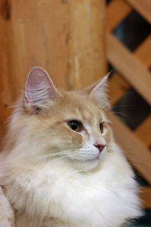 nekomanma_8000_edited-1
