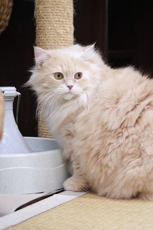 2025 12 07_nekomanma_3556