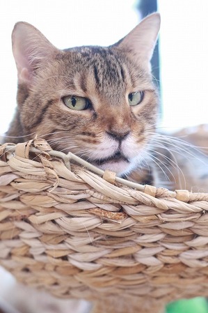 2026 01 03_nekomanma_4032