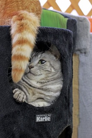 nekomanma_4329_edited-1