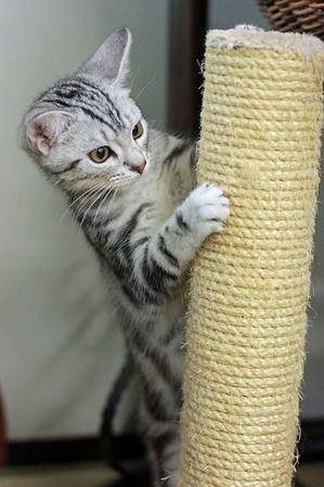 nekomanma_7453_edited-1