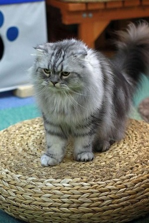 nekomanma_5840_edited-1