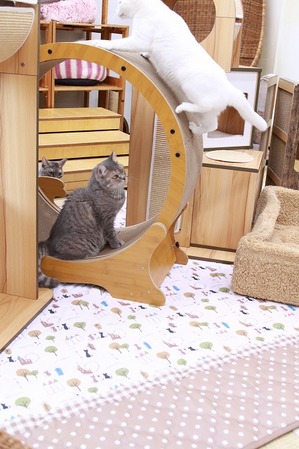 2024 10 27_nekomanma_8203