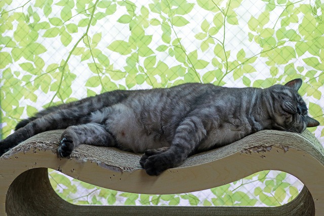 nekomanma_9952_edited-1