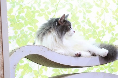 2024 05 12_nekomanma_5122