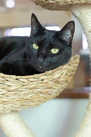 nekomanma_9431_edited-1