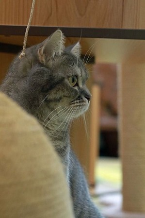 nekomanma_4053_edited-1