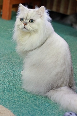 nekomanma_8947_edited-1
