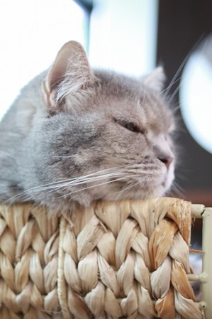 2025 06 25_nekomanma_1626