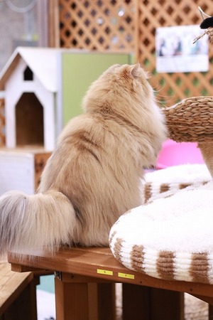 2022 12 25_nekomanma_5562