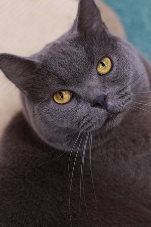 2022 01 30_nekomanma_0052