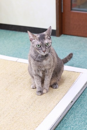 2026 01 03_nekomanma_4031