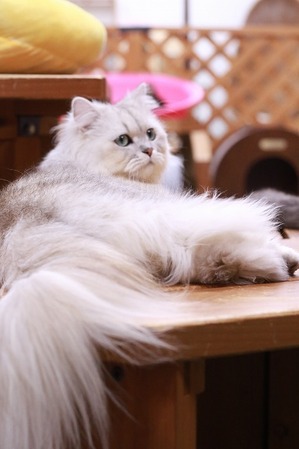 2026 02 15_nekomanma_4276-1