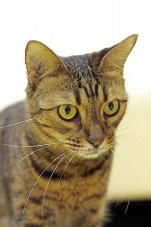 nekomanma_4889_edited-1