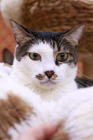 2026 02 15_nekomanma_4288-1