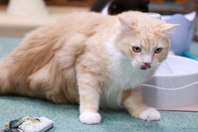 2024 09 25_nekomanma_7558