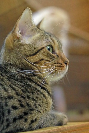 nekomanma_1418_edited-1
