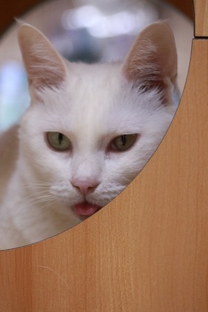 2024 02 04_nekomanma_3587