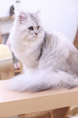 2024 12 26_nekomanma_9132