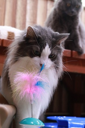 2025 11 26_nekomanma_3626