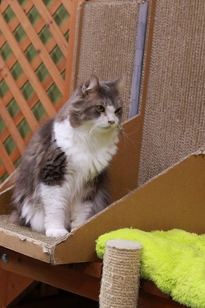 2024 12 24_nekomanma_8938