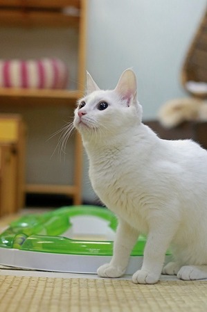 nekomanma_1473_edited-1