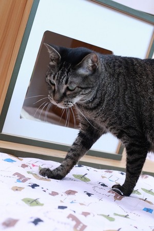 2025 06 22_nekomanma_1371