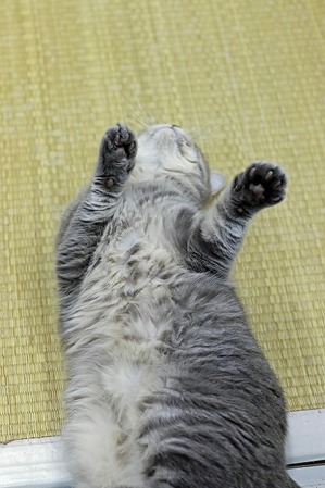 nekomanma_1396_edited-1
