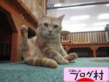 日本ブログ村