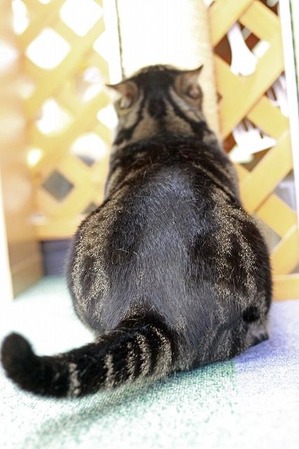 nekomanma_3330_edited-1