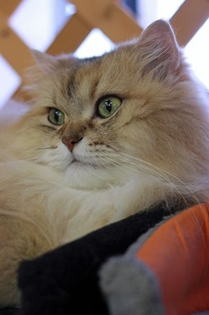 nekomanma_8536_edited-1