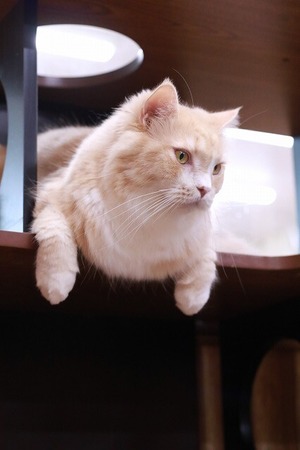 2025 01 05_nekomanma_9311