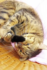 nekomanma_3442_edited-1