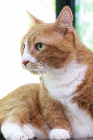 2025 08 03_nekomanma_2105