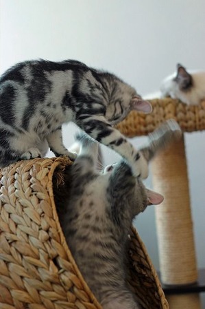 nekomanma_7982_edited-1