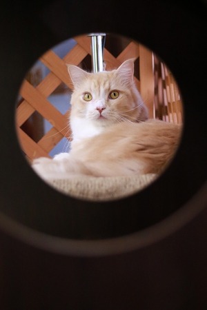 2024 11 24_nekomanma_8510