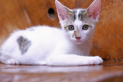 nekomanma_7940_edited-1