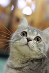nekomanma_8268_edited-1
