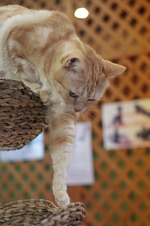 nekomanma_3047_edited-1