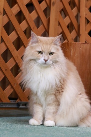 2025 02 22_nekomanma_9934