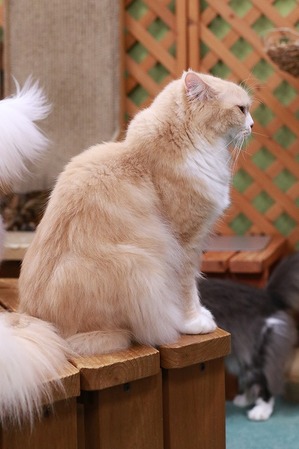 2025 06 08_nekomanma_1116