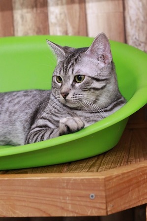 2025 02 22_nekomanma_9930